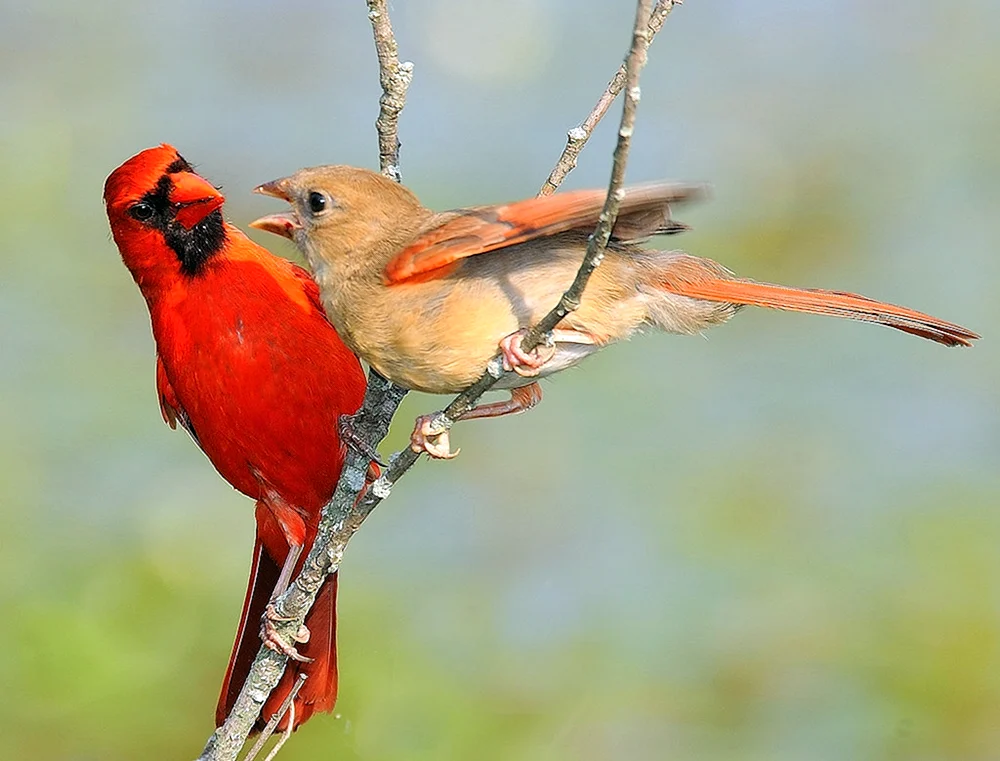 Pfeifvogel weiblich