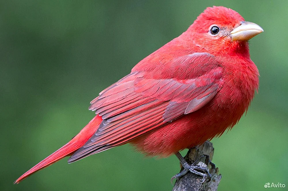 Rotes Haustier
