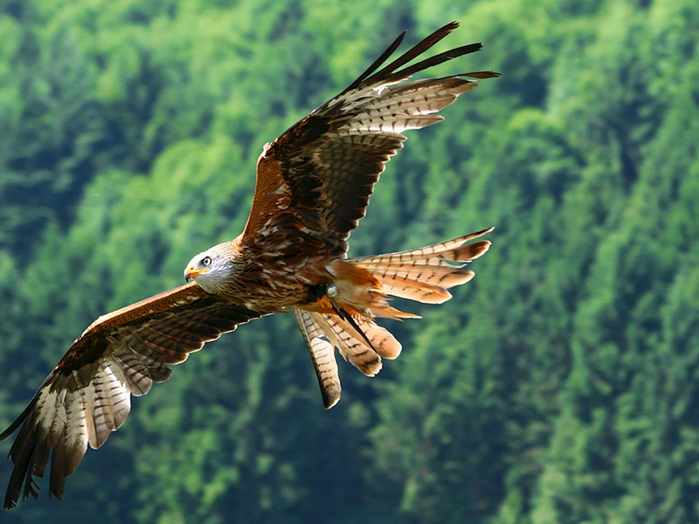 Rotmilan Milvus Milvus