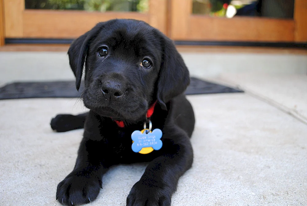 Zwerg-Labrador Retriever