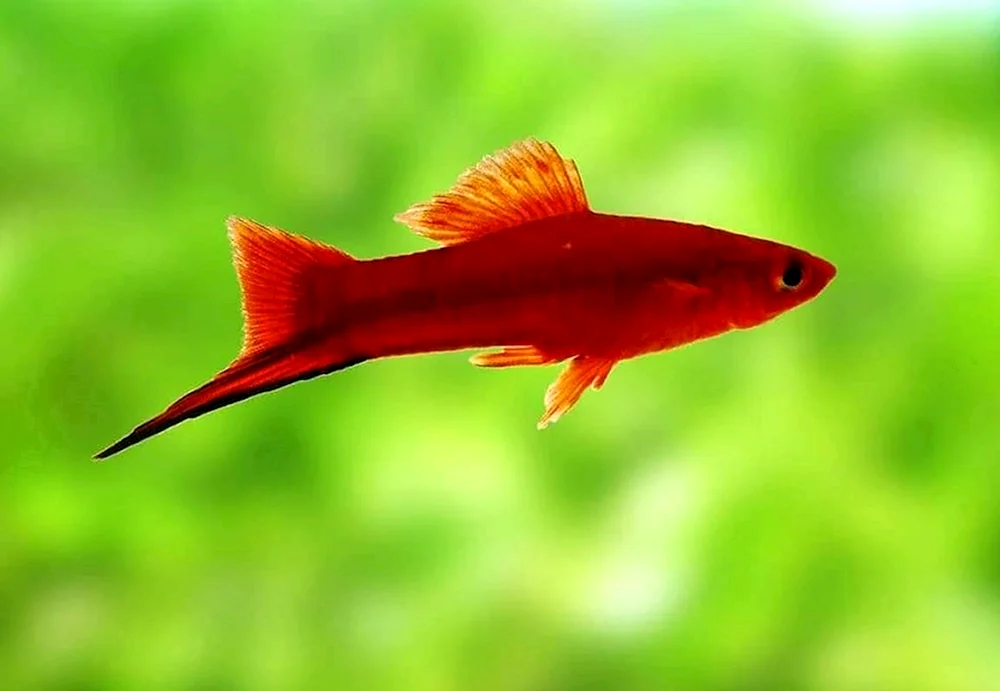 Roter Schwertfisch