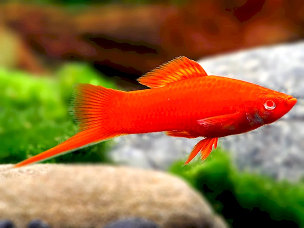 Roter Schwertfisch