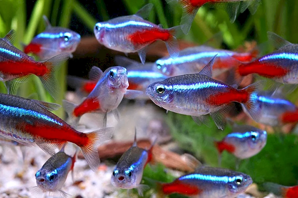 Rote Neon-Aquarienfische