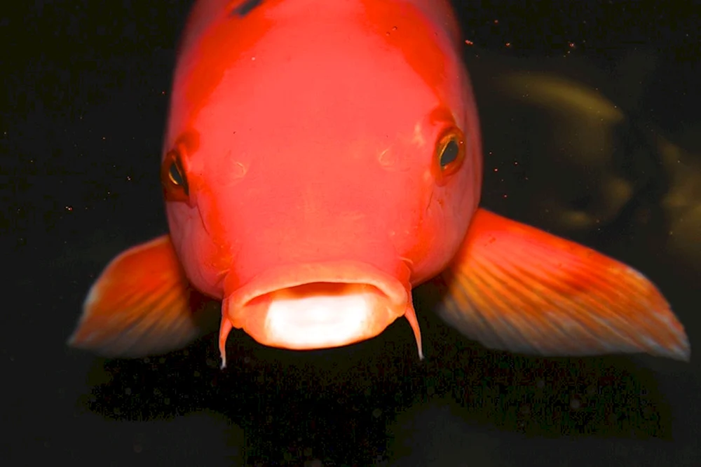 Rote Nissenfische