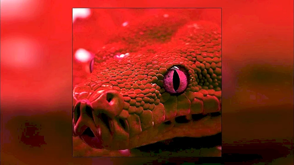 Rotpython