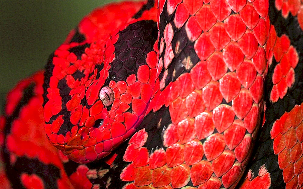 Rotpythonschlange