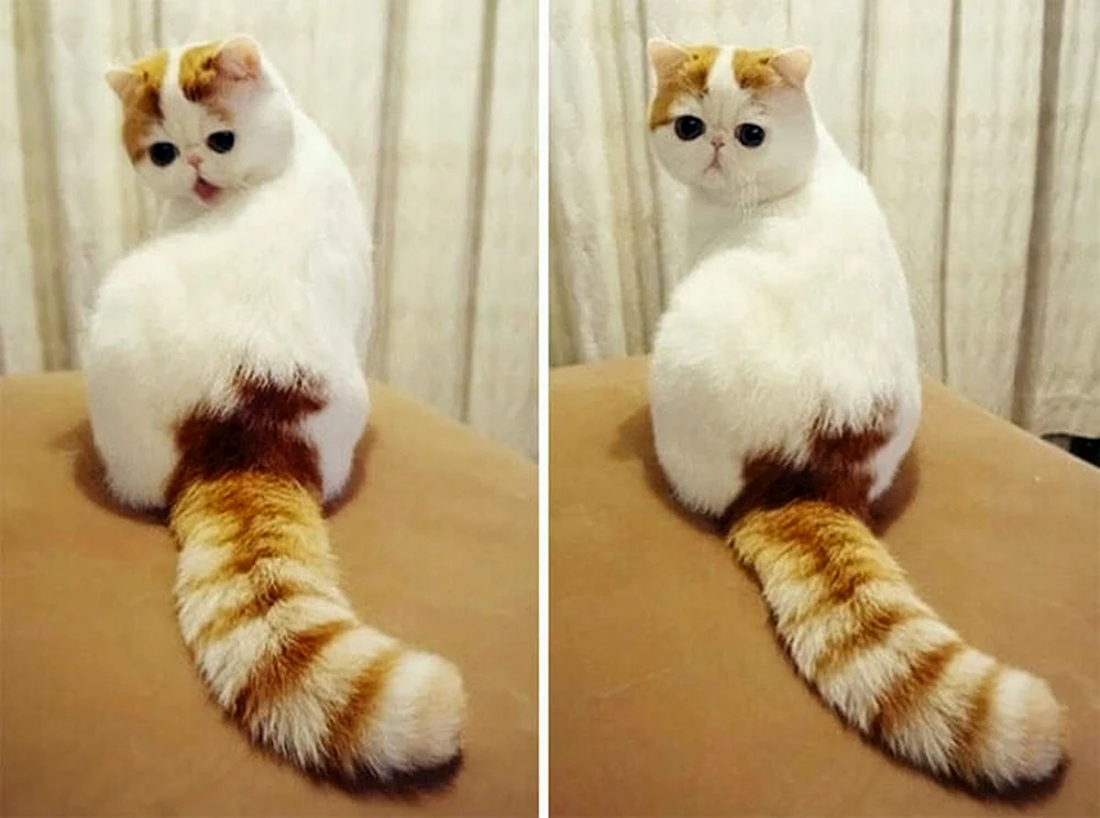 Seltene Katzen