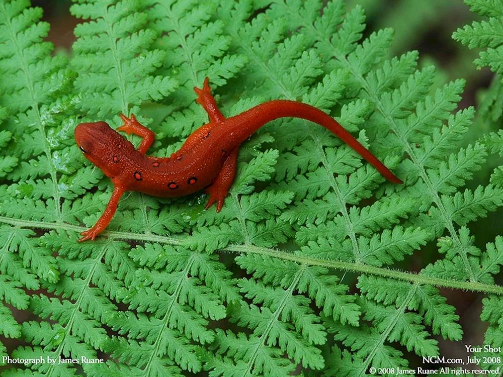 Roter Triton