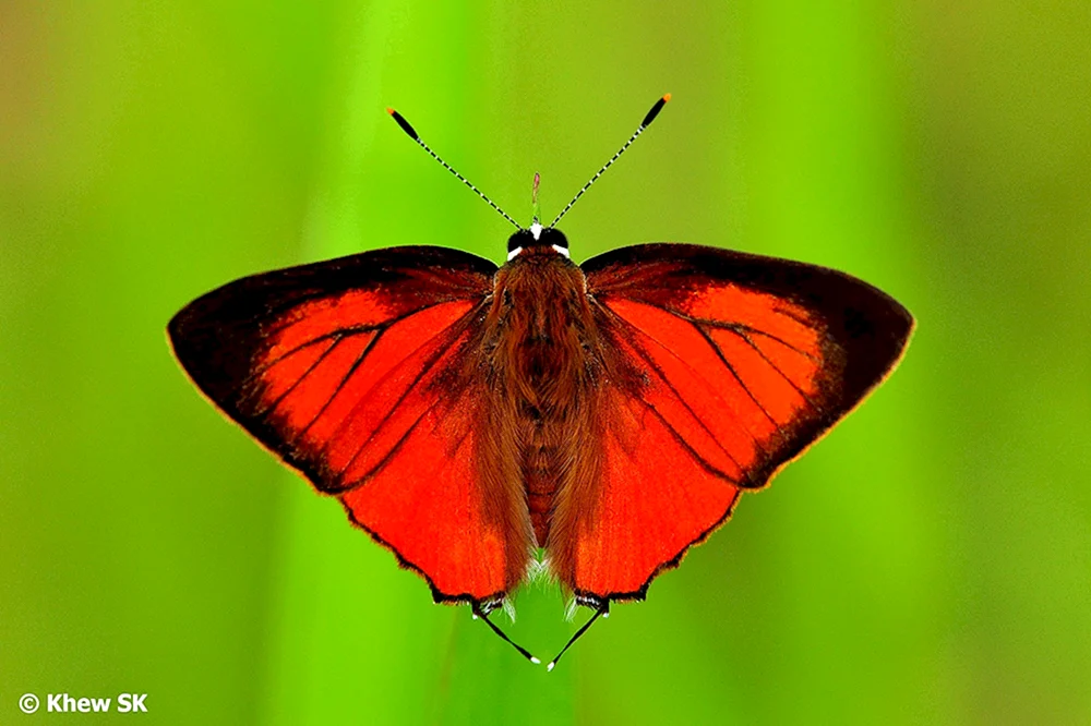 Roter Schmetterling