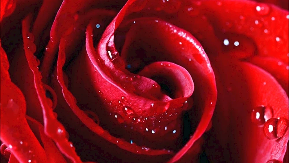 Rote Rosen