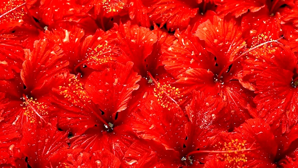 Rote Blumen