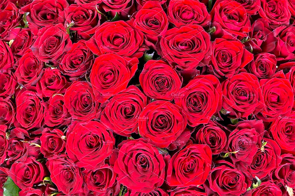 Rote Rosen