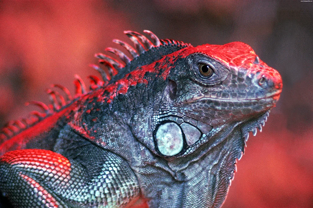 Rote Varan Eidechse