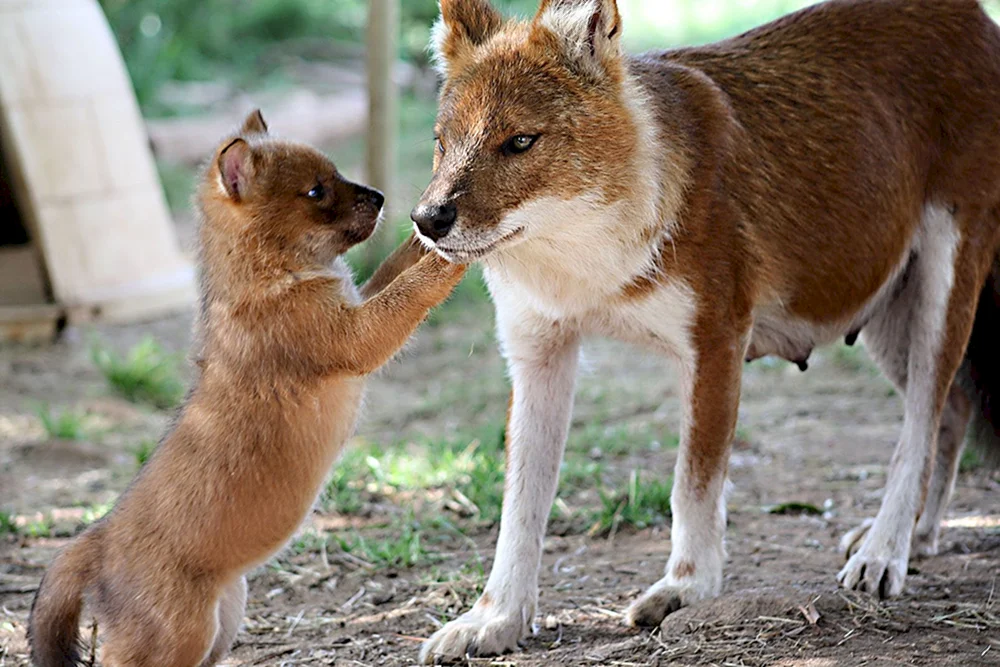 Tian- Shan Shan roter Wolf