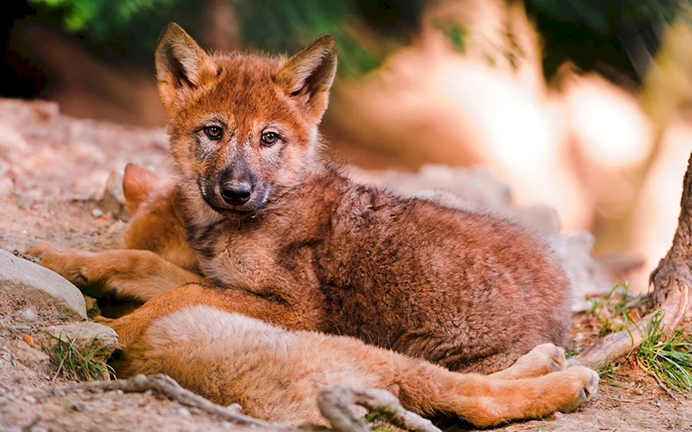 Roter Wolf