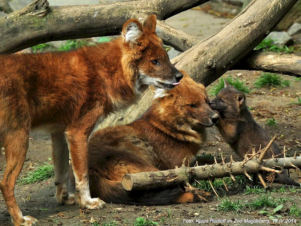 Roter Wolf