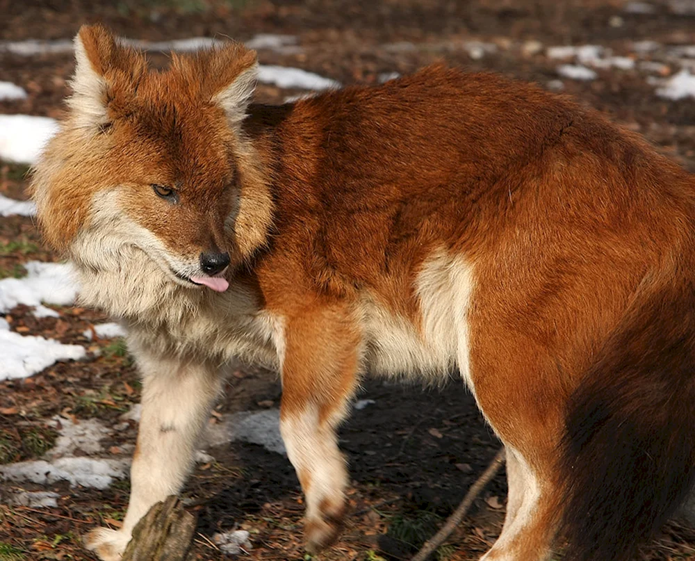 Tian Shan roter Wolf
