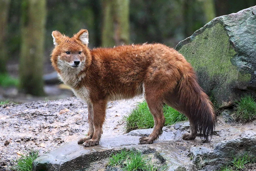 Roter Gebirgswolf