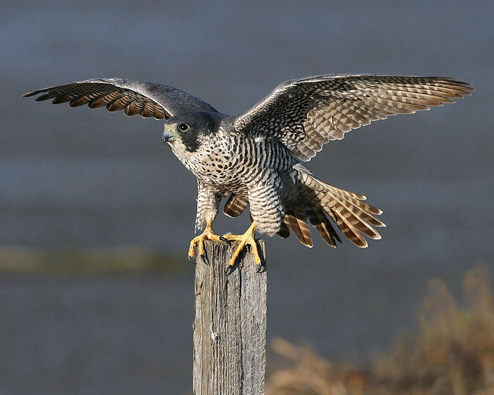 Wanderfalke Falco peregrinus