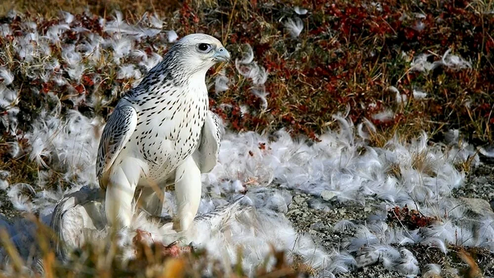 Tundraschneehuhn