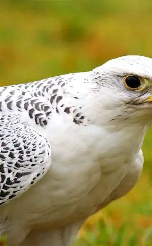 Gyrfalke Falco rusticolus