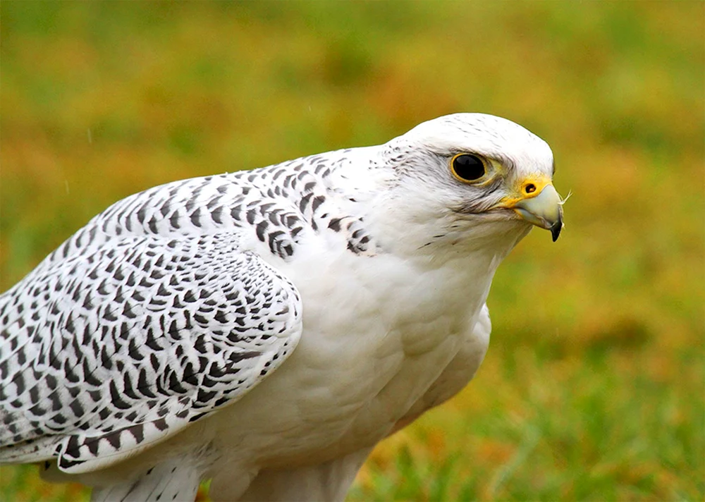 Gyrfalke Falco rusticolus