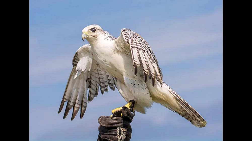 Gyrfalke Falco rusticolus