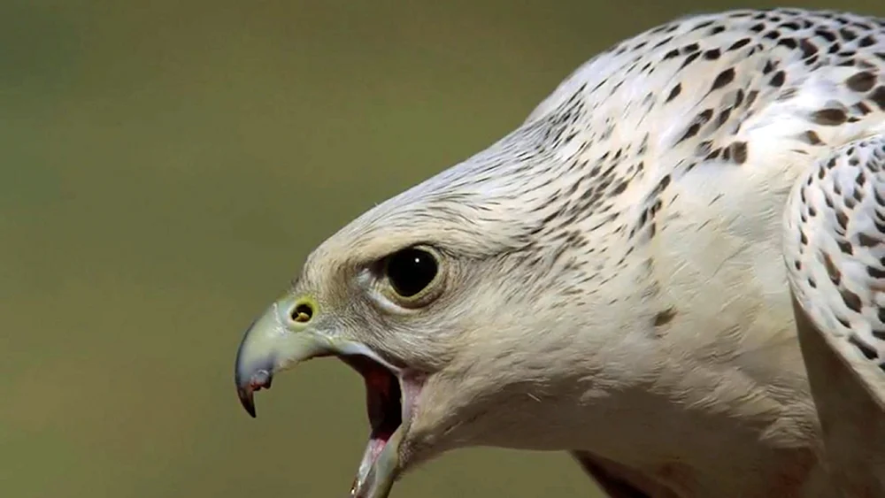 Gyrfalke Falco rusticolus