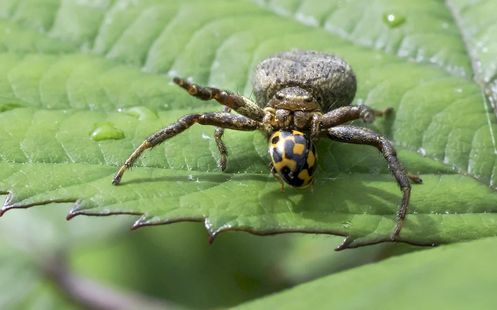 Buschspinne
