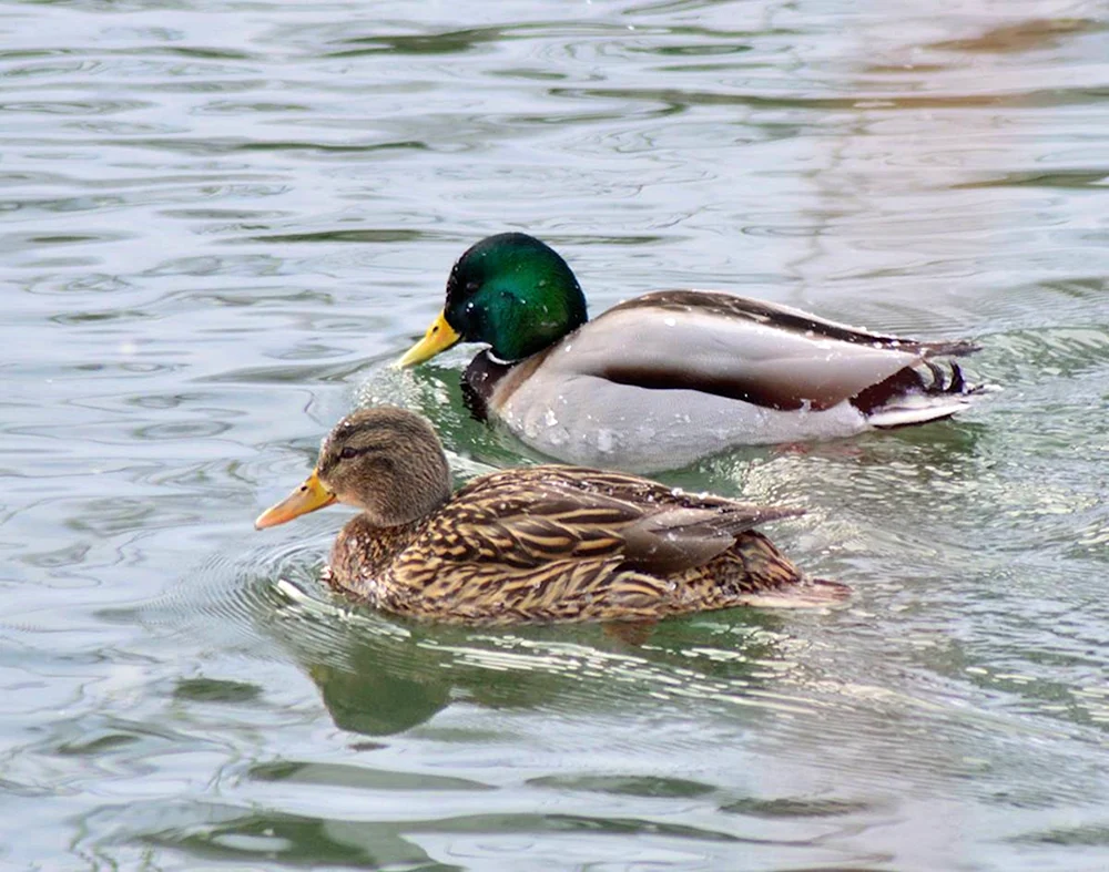 Wilde Stockente