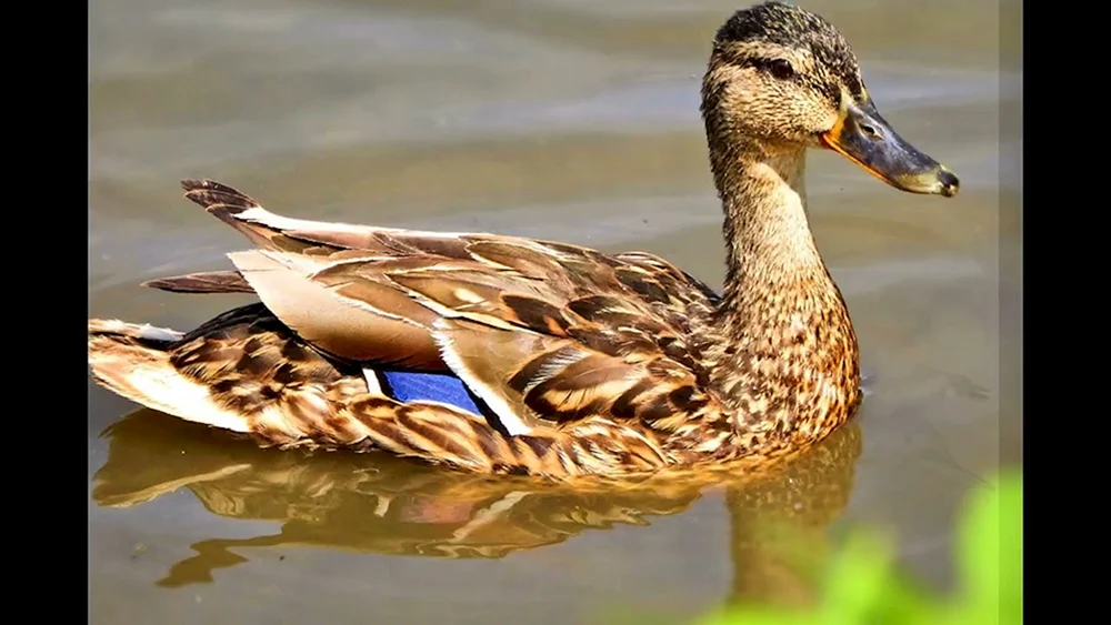 Wildente