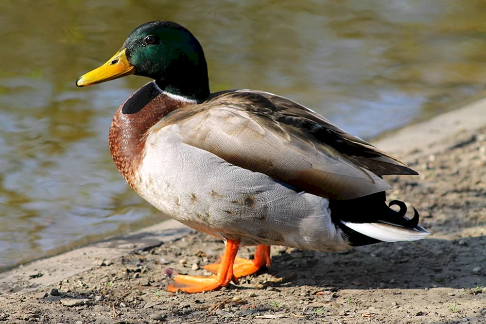 Wildes Stockente Stockentenerpel