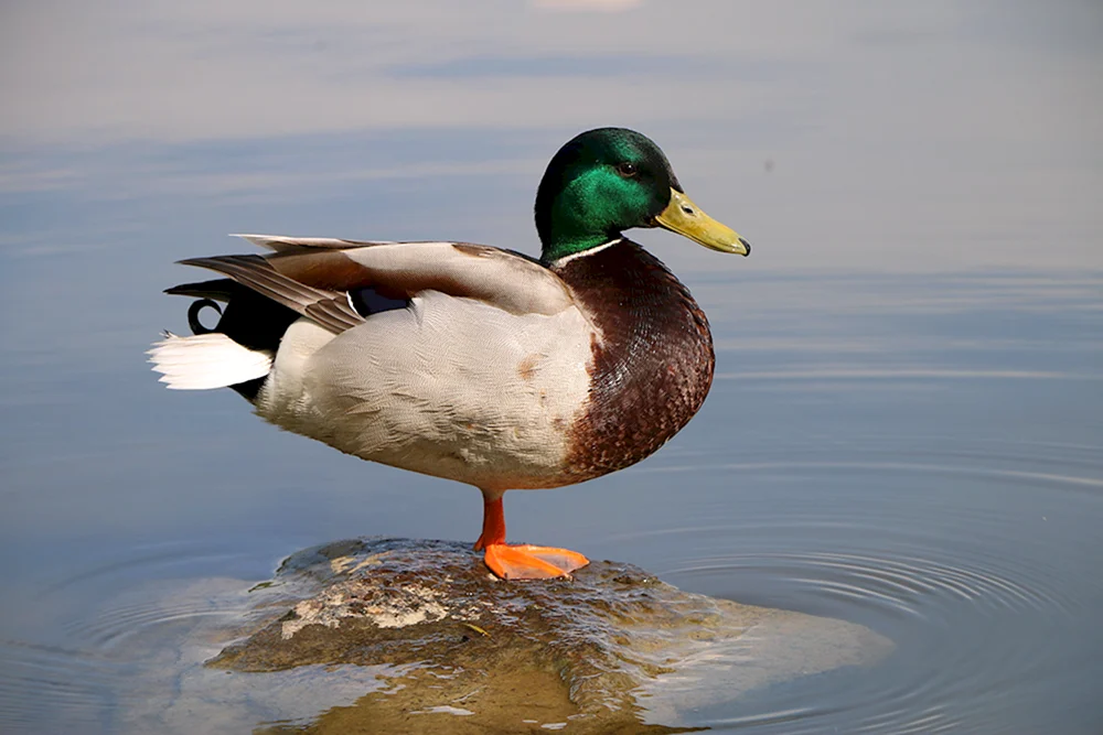 Wildes Stockente