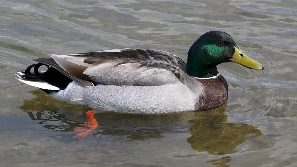 Wildes Stockente