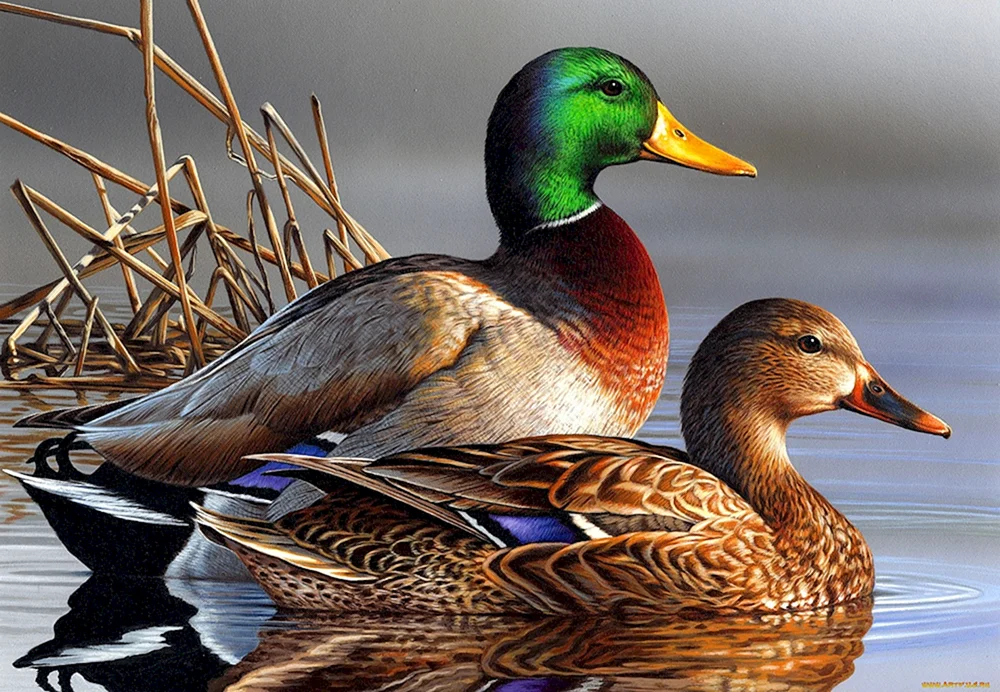Wildes Stockente