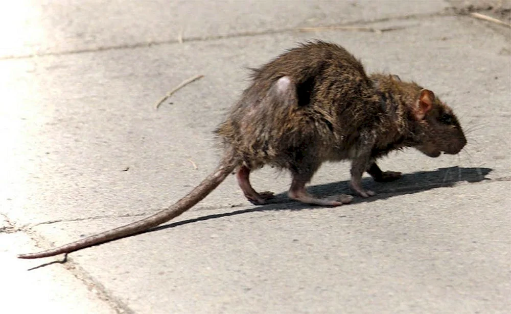 Dumbo-Ratte