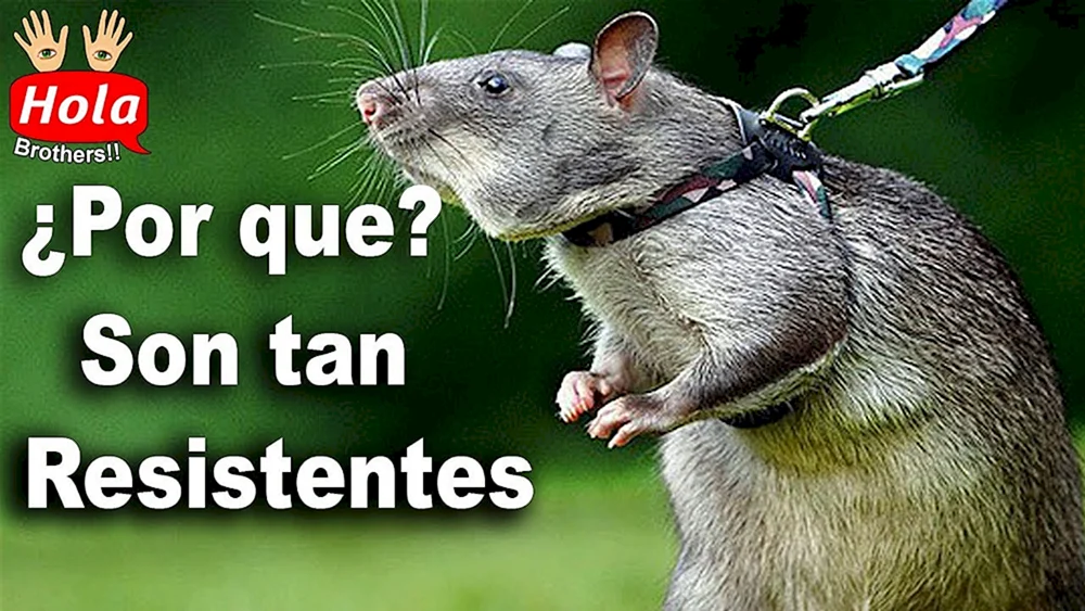 Dumbo-Ratten sind fettleibig