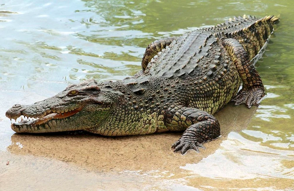 Afrikanisches Nilkrokodil