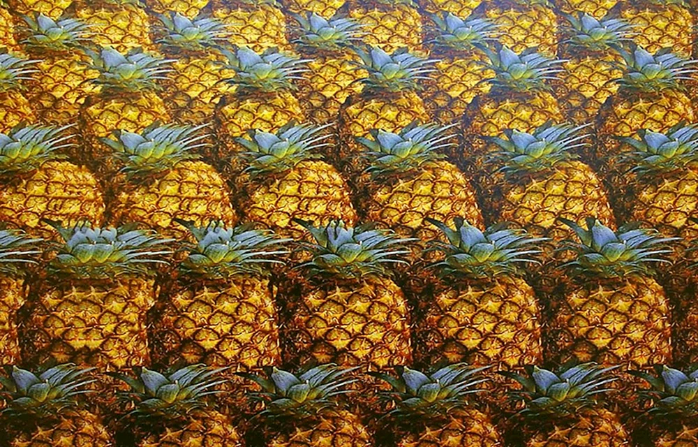 Krokodil in Ananas Stereobild