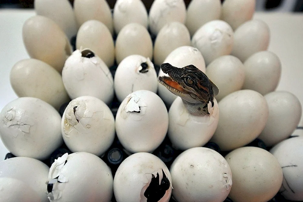 Vogeleier im Nest