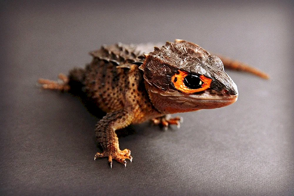 Flugdrache Draco volans