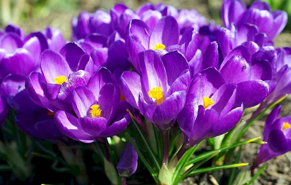 Krokus Stangen Lila