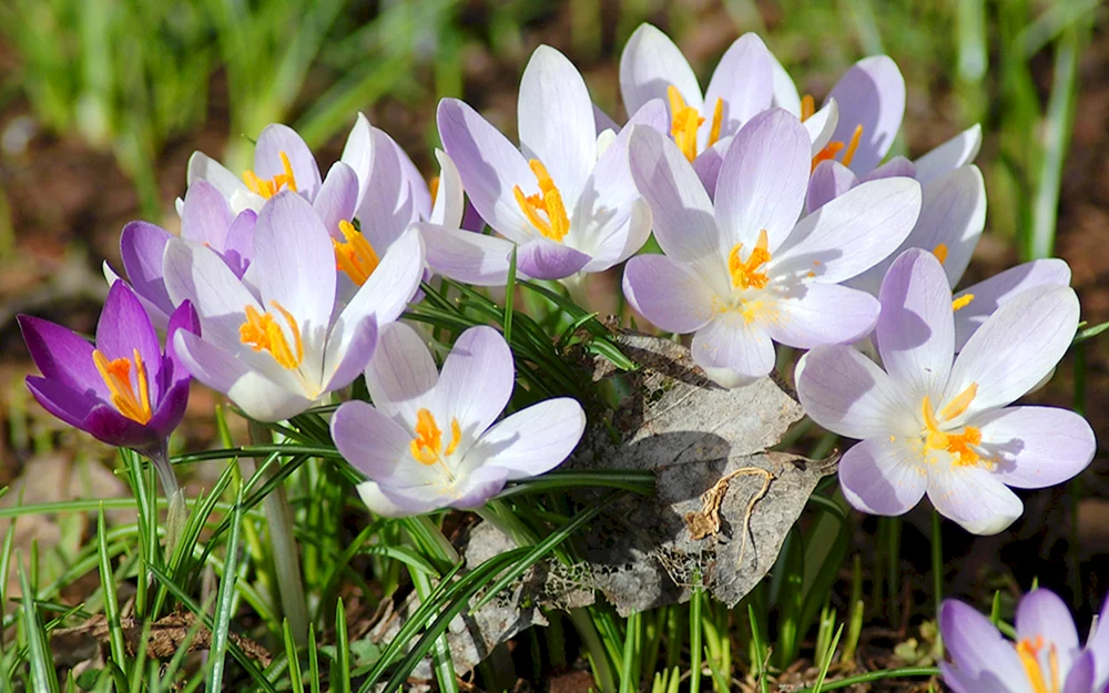 Tulpen Kickstarted