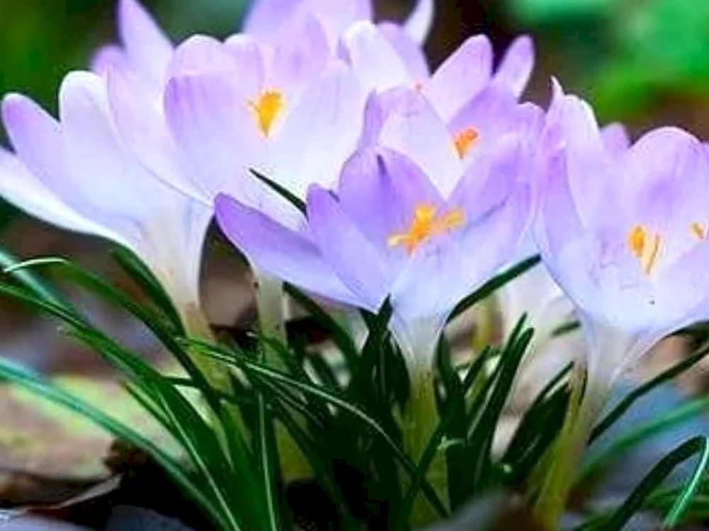 Krokus Herbstblüte ohne Blüte