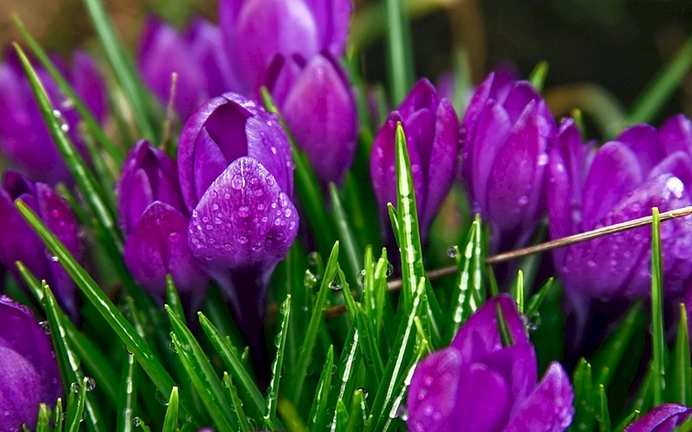 Krokus perple