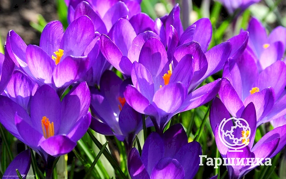 Krokus Rubinriese