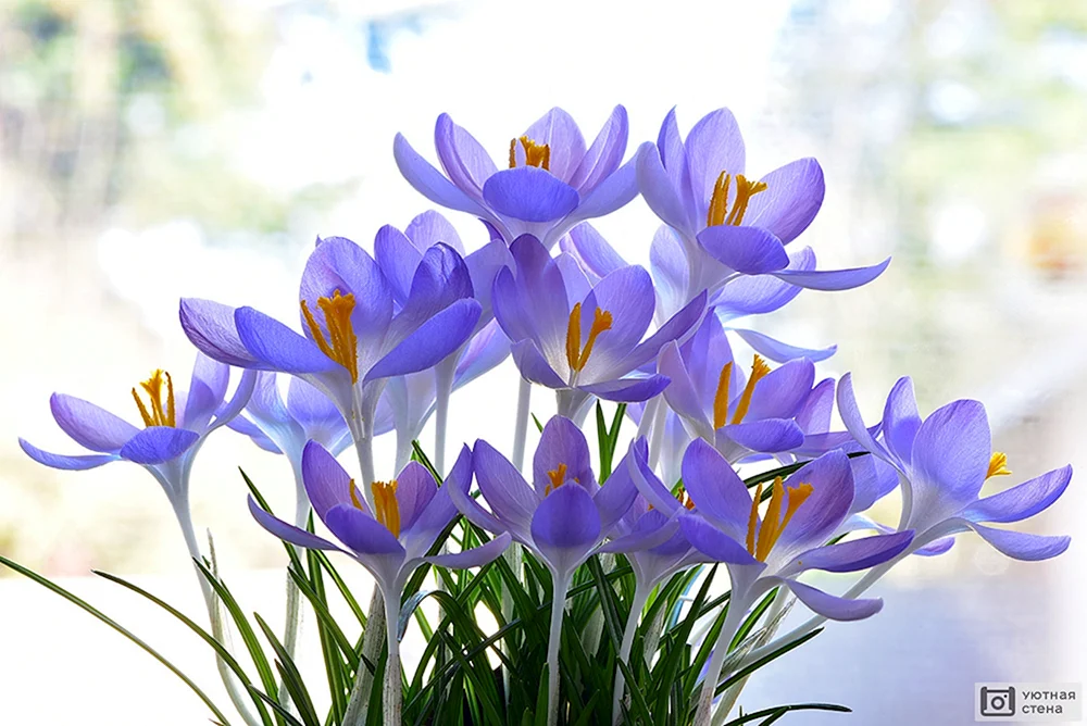 Krokus Safran Frühjahr