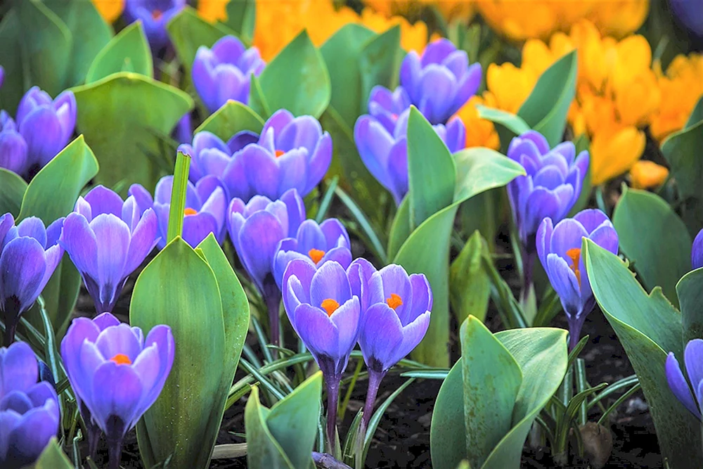 Krokus Safran Frühling