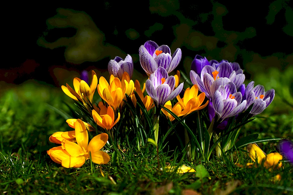 Krokus Safran Frühling