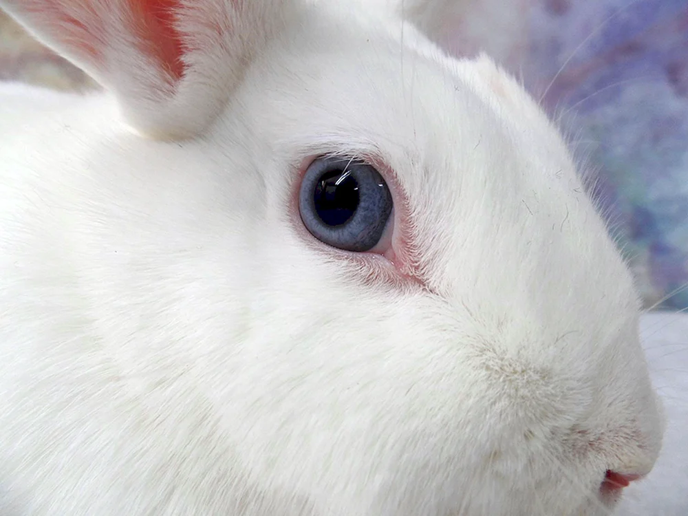 Albino-Kaninchen
